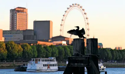  ??  ?? 
A cormorant dries its wings by the Thames Embankment as the morning light gilds the London skyline. 
CITY SUNRISE
PASSING THROUGH
David’s favourite bird, the ring ouzel, sojourns in Britain’s south and east, seeking out juniper berries as it flies south for winter.