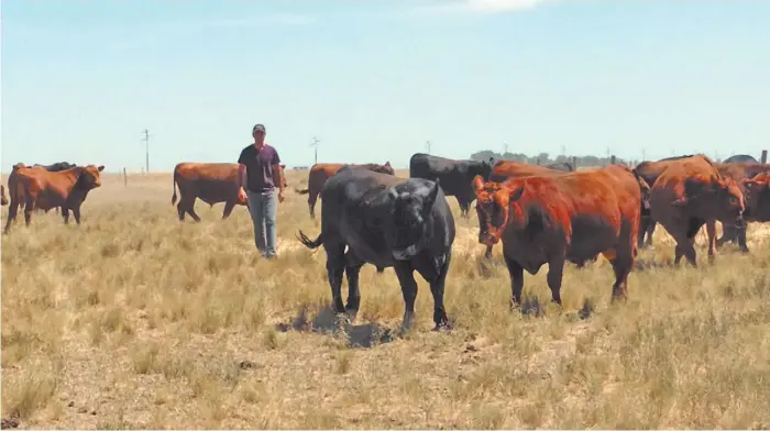  ??  ?? En el ruedo. Luciano, quien se encarga de la producción, en un lote de de toros de 15 meses que saldrán a venta en el segundo remate anual de la cabaña Don Fioto.