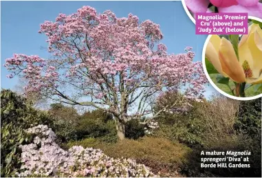  ??  ?? Magnolia ‘Premier Cru’ (above) and ‘Judy Zuk’ (below) A mature
‘Diva’ at Borde Hill Gardens Magnolia sprengeri