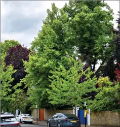  ?? ?? FACING THE CHOP: Trees in the garden of McCartney’s property