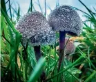  ?? GETTY IMAGES ?? Psilocybin, the active ingredient in magic mushrooms, and MDMA have been approved for controlled use by people with certain mental health conditions.