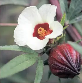  ?? PHOTO LOTUS GARDEN BOTANICALS ?? Hibiscus sabdariffa, used to make Agua de Jamaica, has flowers that bloom in white to yellow, with red centers. This is not a tropical hibiscus but does grow in zones 9-10.