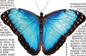  ??  ?? Stunning: Blue morpho butterfly