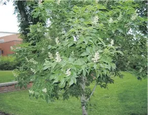  ??  ?? Under stressful conditions, the Ohio buckeye tree’s leaves can prematurel­y lose colour and fall off.