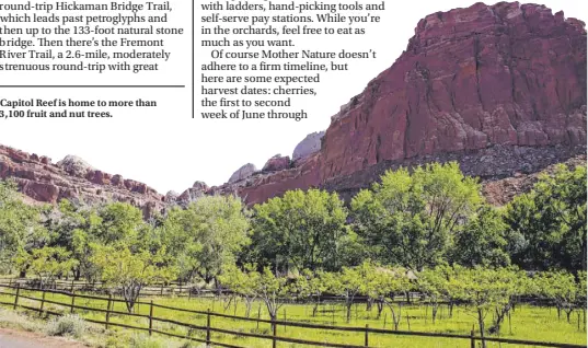  ??  ?? Capitol Reef is home to more than 3,100 fruit and nut trees.