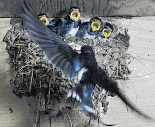  ?? PHOTO: GETTY IMAGES ?? Right at home . . . Swallows love to nest in garages or barns.