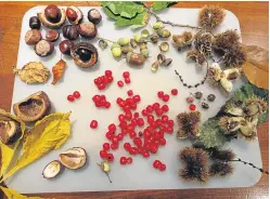  ?? Picture: Angus Whitson. ?? A true woodland harvest: conkers, sweet chestnuts, acorns and yew berries.