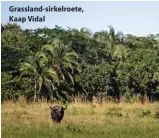  ??  ?? Grassland-sirkelroet­e, Kaap Vidal