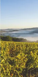  ??  ?? Above: morning mist over the vines at Fattoria dei Barbi, near the town of Montalcino
Below: Il Paradiso di Frassina’s Gea, Rosso di Montalcino is named after the earth goddess