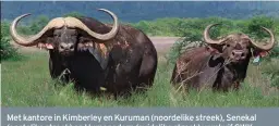  ?? FOTO’S: GWK ?? Met kantore in Kimberley en Kuruman (noordelike streek), Senekal (oostelike streek) en Humansdorp (suidelike streek) verskuif GWK Veilings die grense van die verhandeli­ng van lewende hawe en wild. Die maatskappy streef voortduren­d daarna om die kopersmark vir veeproduse­nte te vergroot.