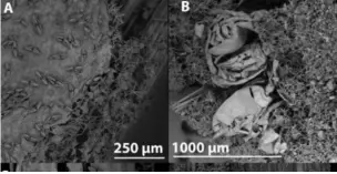  ??  ?? Abyssoclad­ia oxyasters türünün elektron mikroskobu görüntüsü. (Ekins et al., Zootaxa, 2020)