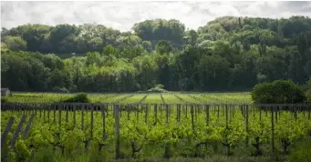  ?? ?? Le domaine de l’A de Christine et Stéphane Derenoncou­rt compte 12 hectares de vignes sur la commune de Sainte-Colombe.