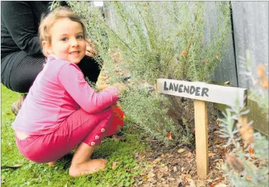  ??  ?? AGNES Kite picks picks lavender at the Ashhurst Community Garden.