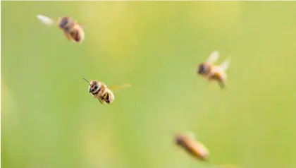  ?? Photo / AP ?? Bee numbers have been falling in many countries.