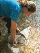  ?? ?? Danelle Haake collects invertebra­tes to study the effects of salt on stream health.