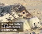  ??  ?? A grey seal and her pup on the beach at Horsey Gap