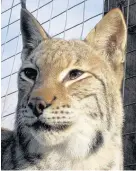  ??  ?? > Nilly the Eurasian lynx