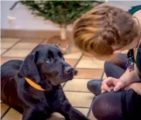  ?? AFP file ?? A woman playing with ‘Joke’, a guide dog, in Roncq, northern France. —