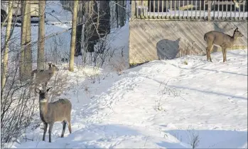  ?? FILE PHOTO ?? It’s becoming an all-too-familiar sight, to spot deer within Truro’s town limits. These three have been spending a fair bit of time in the Victoria and King streets area.