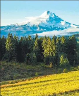  ?? COLUMBIA GORGE WINEGROWER­S ASSOCIATIO­N ?? The Columbia Gorge American Viticultur­al Area spans rainforest­s and high desert on either side of the Cascade Mountains and comprises more than 40 wineries producing chardonnay, pinot, riesling and other varietals.