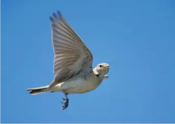  ?? ?? THIRTEEN: Greater Short-toed Lark (northern Greece, 3 May 2006). In flight, this species appears slim and evenly proportion­ed, appearing rather more pipit-like than most other larks. Its flight is usually fast and dashing, often close to the ground. It typically looks pale and sandy in flight, but it lacks Eurasian Skylark’s white trailing edge to the wings and shows only inconspicu­ous white outer tail feathers. Its normal flight call is a hard, clipped t-trip trip or trrick trrick, a more clipped chr-ip chr-ip or a more trilling pirrrick, all vaguely suggesting a harder, more sparrow-like version of Eurasian Skylark’s call.