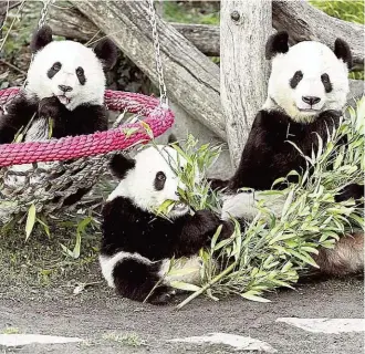  ??  ?? Panda- Mama „ Yang Yang“mit ihren Zwillingen „ Fu Feng“und „ Fu Ban“