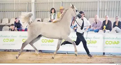  ?? EL DÍA ?? Concurso de Pura Raza Árabe en la feria.