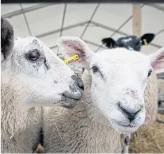  ??  ?? New data shows sheep imports have remained stable.