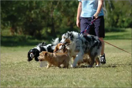  ?? DREAMSTINE ?? Dog-walkers are among the people providing personal services that you may want to tip at Christmas time.