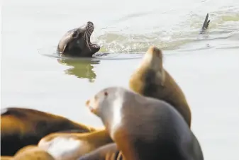  ??  ?? A sea lion swims on its back near Pier 39, where events, such as sea lion tours, are scheduled for 39 weeks this year, ending with a birthday bash in October to celebrate the Pier’s 39th year.