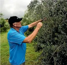  ??  ?? Hamilton Mcconachy amongst some of his 550 olive trees.