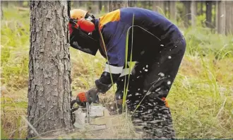  ?? ?? The company has won numerous awards over the years. These include three chainsaws that were donated by the Department of Rural Developmen­t and Agrarian Reform after SA Fine-Tuned Trading’s Agri-Entreprene­urs Awards.