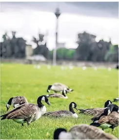  ?? RP-FOTO: ANDREAS ENDERMANN ?? Auch der Rheinpark befindet sich ganz in Gänsehand. Die Population der Tiere ist drastisch gestiegen.