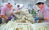  ?? LI XIN / FOR CHINA DAILY ?? Workers pack asparagus at a food factory in Huaibei, Anhui province.