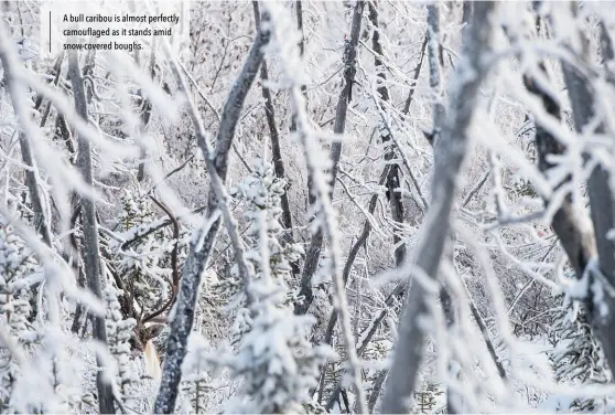  ??  ?? A bull caribou is almost perfectly camouflage­d as it stands amid snow-covered boughs.