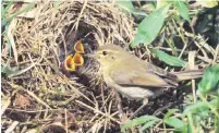  ??  ?? Snug chiffchaff nests can be found in parks, woods, scrub and gardens