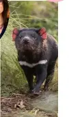  ??  ?? Aussie Ark is celebratin­g the birth of seven Tasmanian devil joeys in a wildlife sanctuary in NSW.