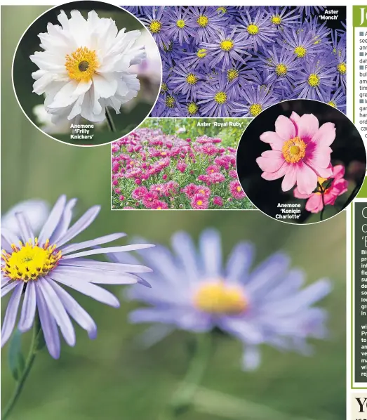  ??  ?? Anemone ‘Frilly Knickers’
Aster ‘Royal Ruby’
Anemone ‘Konigin Charlotte’
Aster ‘Monch’