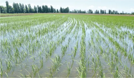  ?? F.E ?? Hace veinte años la producción nacional de arroz era de 8.4 millones de quintales por año, actualment­e es de 14 millones de quintales.