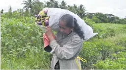  ?? Photo: DIPESH KUMAR ?? Ms Devi harvesting her eggplants from her farm.