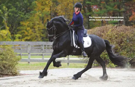  ??  ?? The Friesian stallion Djoerd shows off the breed’s talent in dressage.