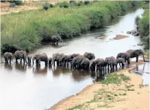  ?? | IAN LANDSBERG ?? A HERD of elephants at the Crocodile River in Kruger National Park. The park and all other tourist attraction­s in the country will be closed for the duration of the nationwide lockdown.