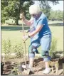  ??  ?? Linda Hall, a member of Farmington Garden Club, digs a hole to plant a shrub in the club’s new butterfly garden.