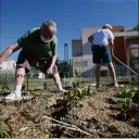  ?? (Photo C.D.) ?? Le jardin partagé situé quartier de l’estagnol fait parti des sept inaugurés par la Ville.