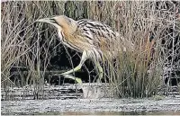  ?? Meurig Garbutt ?? A bittern in the reeds