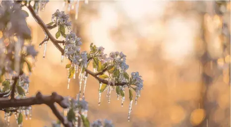  ?? FOTO: DPA ?? Obstbauern können ihre Früchte gegen Frostschäd­en versichern. Für einige Obstsorten, wie hier für Kirschen, sind die Prämien jedoch zu hoch.