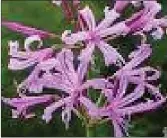  ??  ?? Plant of the week- Nerine bowdenii