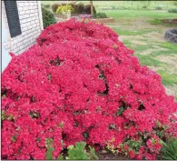  ??  ?? Buy azaleas with their mature size in mind to avoid onerous pruning chores.