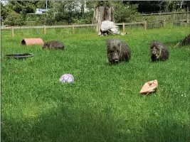  ??  ?? Chacoan peccaries enjoy enrichment activities this week at Sequoia Park Zoo.