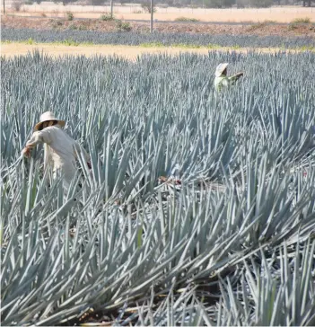  ?? MARCO BEDOLLA/EL SOL DE IRAPUATO ?? Los cultivos de agave también han sido víctimas de robos, pues cada piña la pagan en unos 15 pesos.